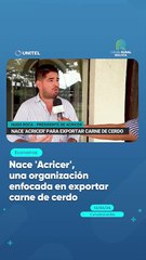 Nace 'Acricer', una organización enfocada en exportar carne de cerdo