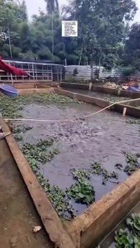 Kolam lele sebaiknya terbuka tanpa penutup, atau dipasang penutup paranet