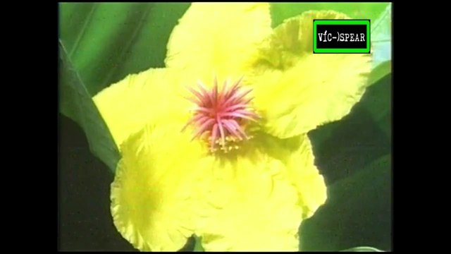 La vida privada de las Plantas: Floreciendo - Documental (1995) Español Latino *Episodio 3