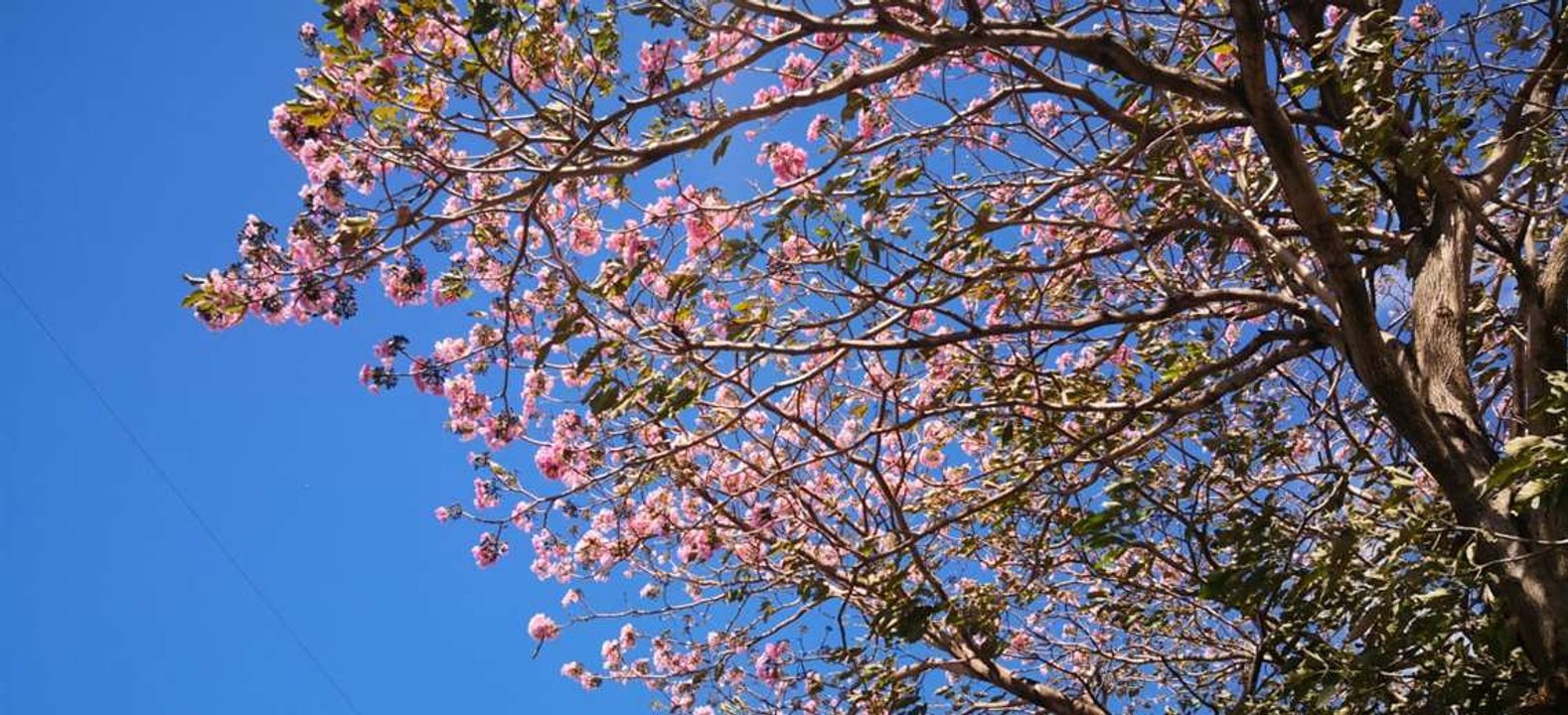 Robles de Sabana: Un espectáculo de la naturaleza