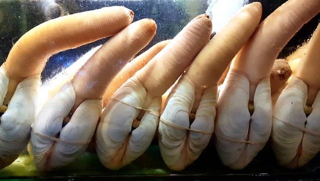 Why are geoducks so expensive?