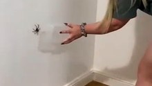 These girls failed at catching a spider 😂