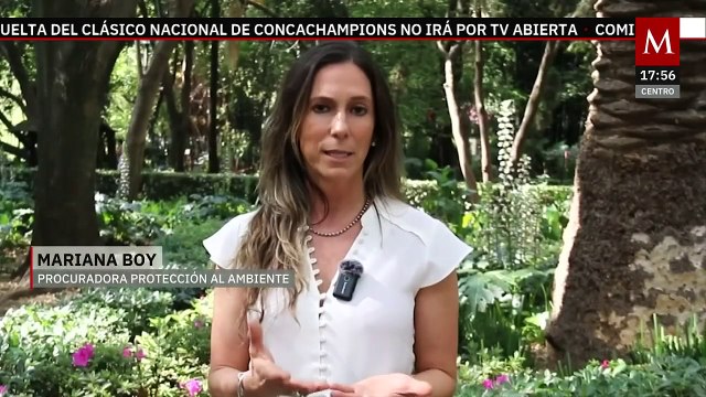 Profepa suspende actividades del delfinario Hotel Barceló de la Riviera Maya | Milenio Hábitat