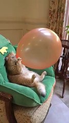 Boom_Scared me_ _exlittlebeans _funny_cats _cat _funny_video)