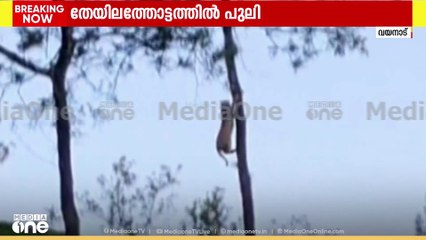 വയനാട് നെല്ലിമുണ്ട ഒന്നാം മൈലിൽ തേയിലതോട്ടത്തിൽ പുലി; ദൃശ്യങ്ങൾ പുറത്ത്