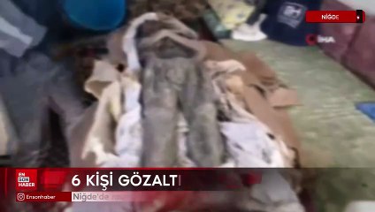 Niğde'de mumya operasyonu: 6 gözaltı