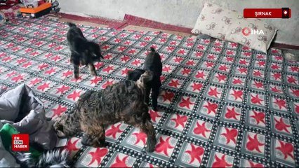 Vanlı besici, 9 yıldır Şırnak'taki Faraşin Yaylası'nda hayvanlarıyla yaşıyor