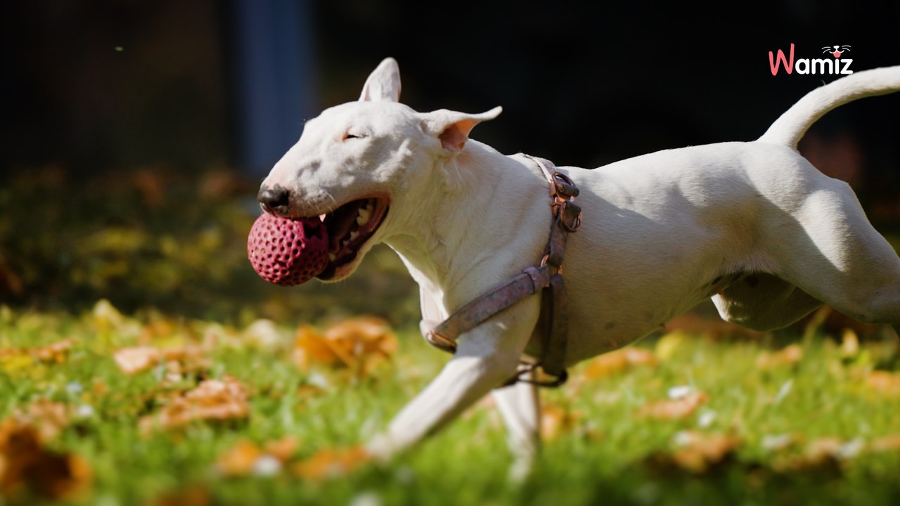 Elle meurt de honte lorsque le vétérinaire voit ce que son chien Bull Terrier a avalé