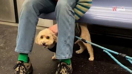Dans le métro, son chien se prend d’affection pour un voyageur : elle est loin de se douter qu’il s’agit d’une star