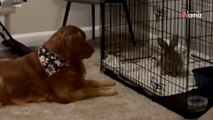 Ce Golden Retriever devient le meilleur ami d’un lapin géant : leur amitié fait craquer plus de 1M d’internautes