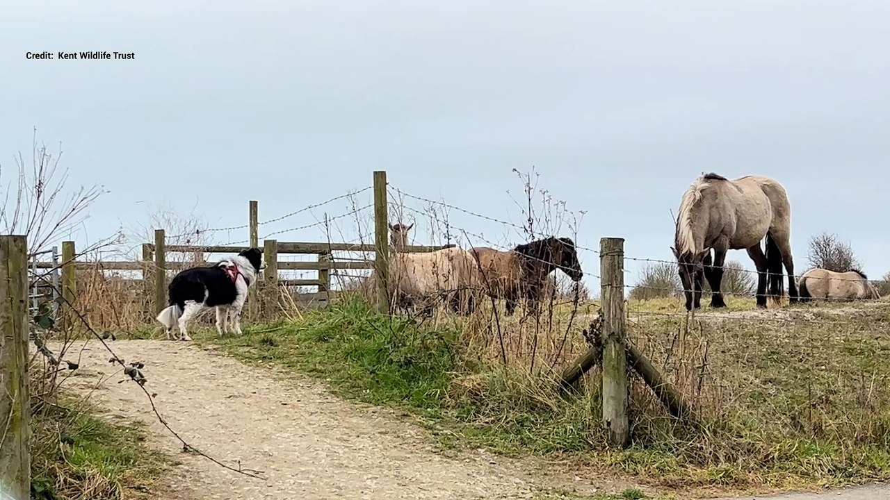 Three off-the-lead dogs were barking at ponies at Pegwell Bay in Ramsgate