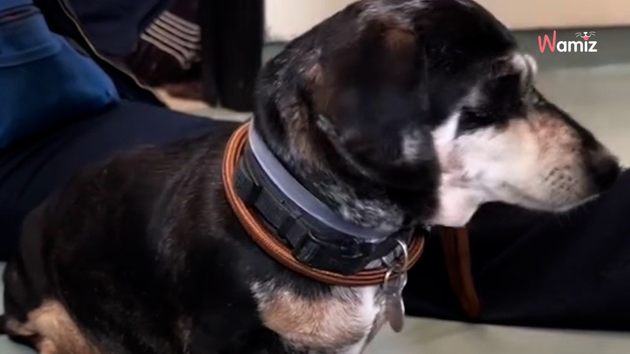 They abandon their senior dog without looking back: Thousands rally to help him