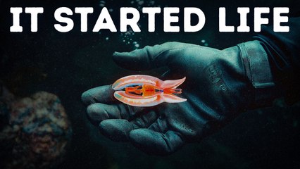 The Ocean Is Hiding Secrets We Weren’t Supposed to Find