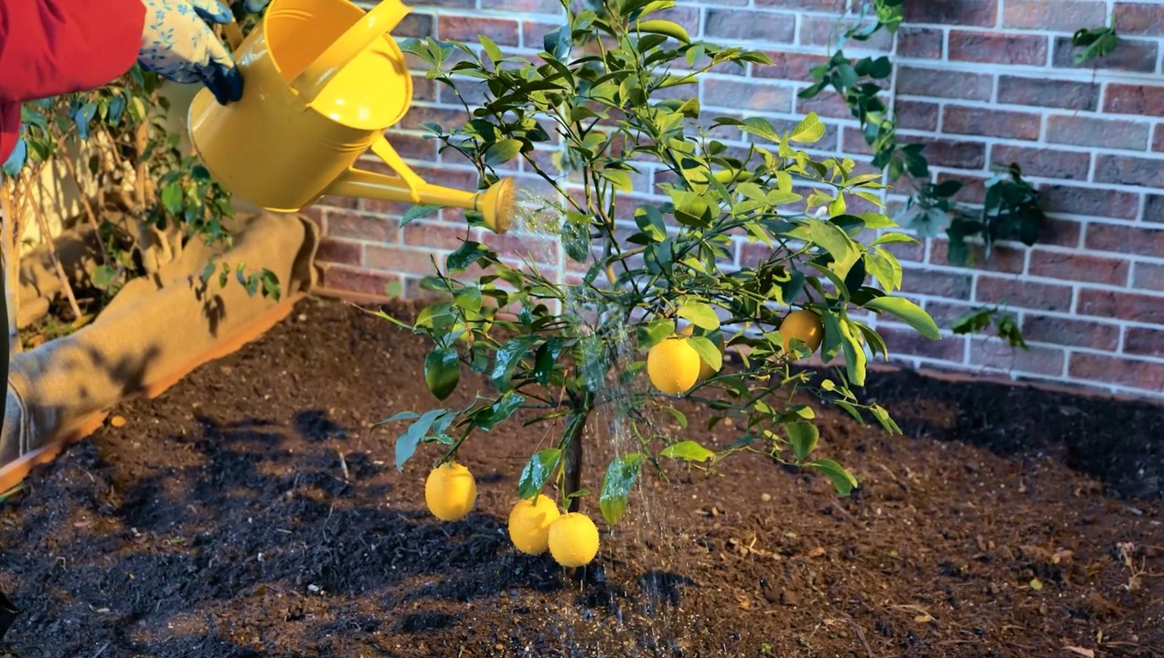 Le jardinage durable : Conseils écologiques pour un jardin plus VERT !