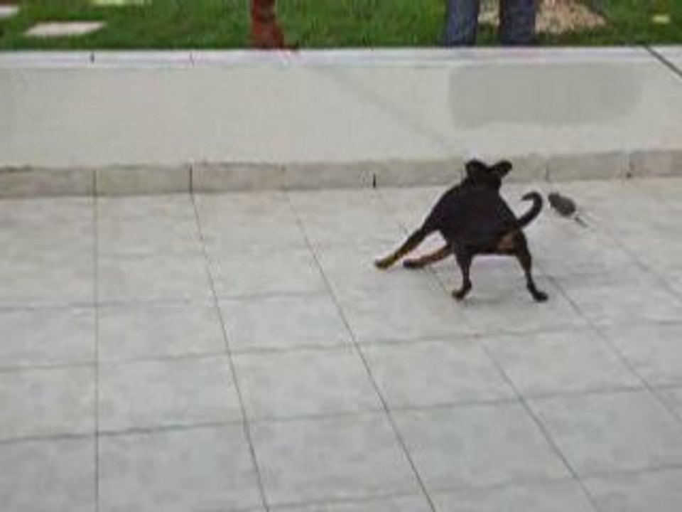 Vidéos 002