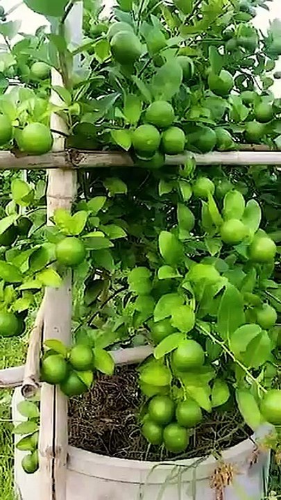 🌿How grow Lemon tree, great idea to propagate Lemon tree by air layering using a Carrot🥕 #lemontree