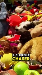 Ce CHIEN comprend 1000 MOTS ! 🤯