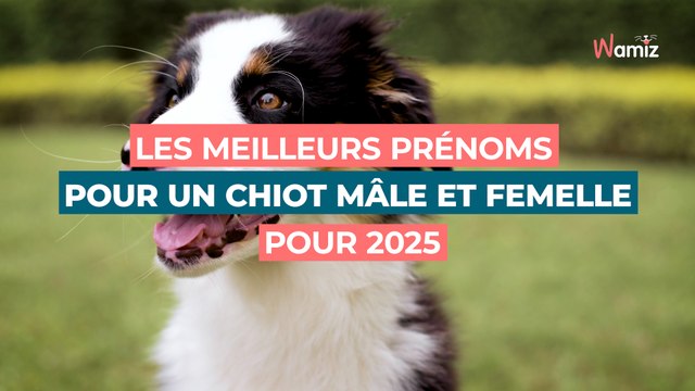 Noms de chien en A pour 2025 : les meilleurs prénoms pour un chiot mâle et femelle
