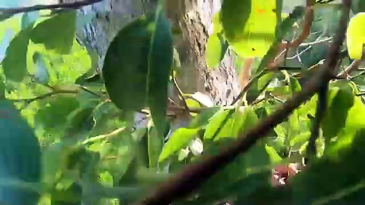 tree climbing skills without fear of heights harvesting honey from dangerous tall trees