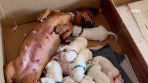 Une Dalmatienne meurt en donnant naissance à 14 chiots : le propriétaire trouve une solution insolite pour les aider
