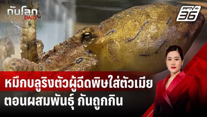 หมึกบลูริงตัวผู้ฉีดพิษใส่ตัวเมียตอนผสมพันธุ์ กันถูกกิน | ทันโลก DAILY | 12 มี.ค. 68