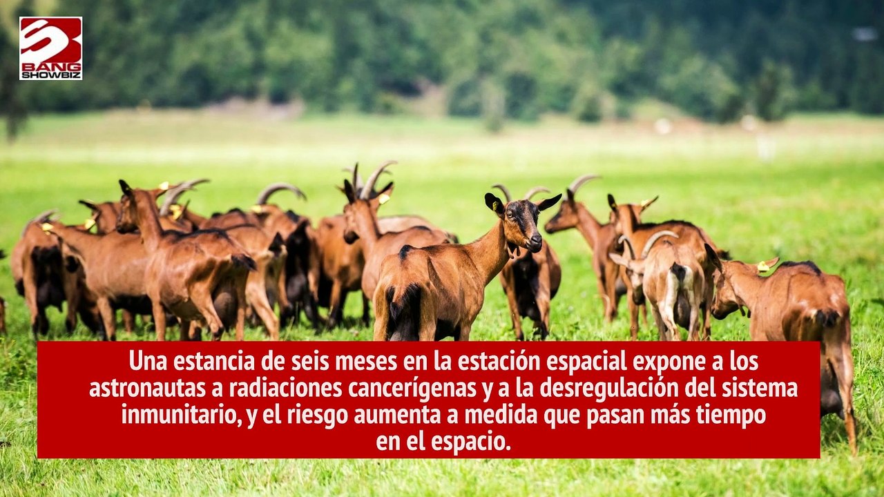 Las cabras montesas se han vuelto más nocturnas