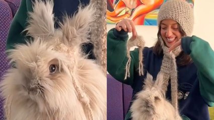 Woman collects bunny's fur for a year to make beanie