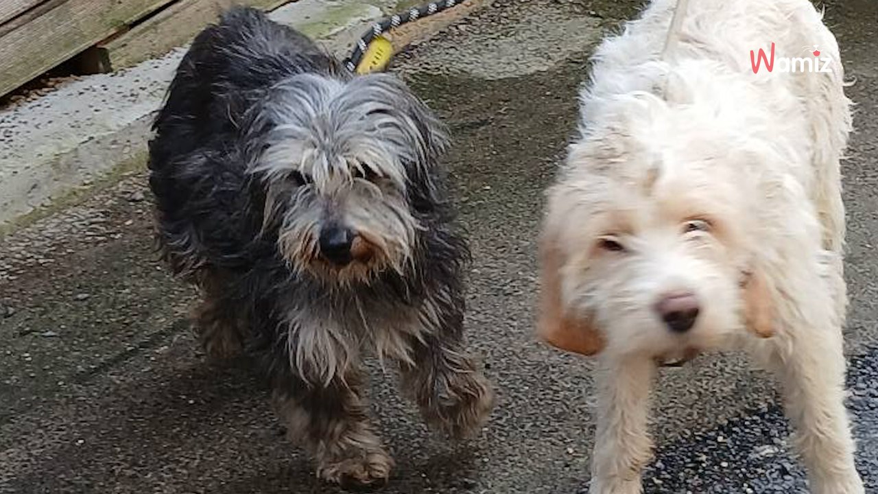 Isère : la SPA du Dauphiné libère 6 chiens attachés dans leurs propres excréments, parfois dans l'obscurité