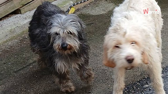 Isère : la SPA du Dauphiné libère 6 chiens attachés dans leurs propres excréments, parfois dans l'obscurité