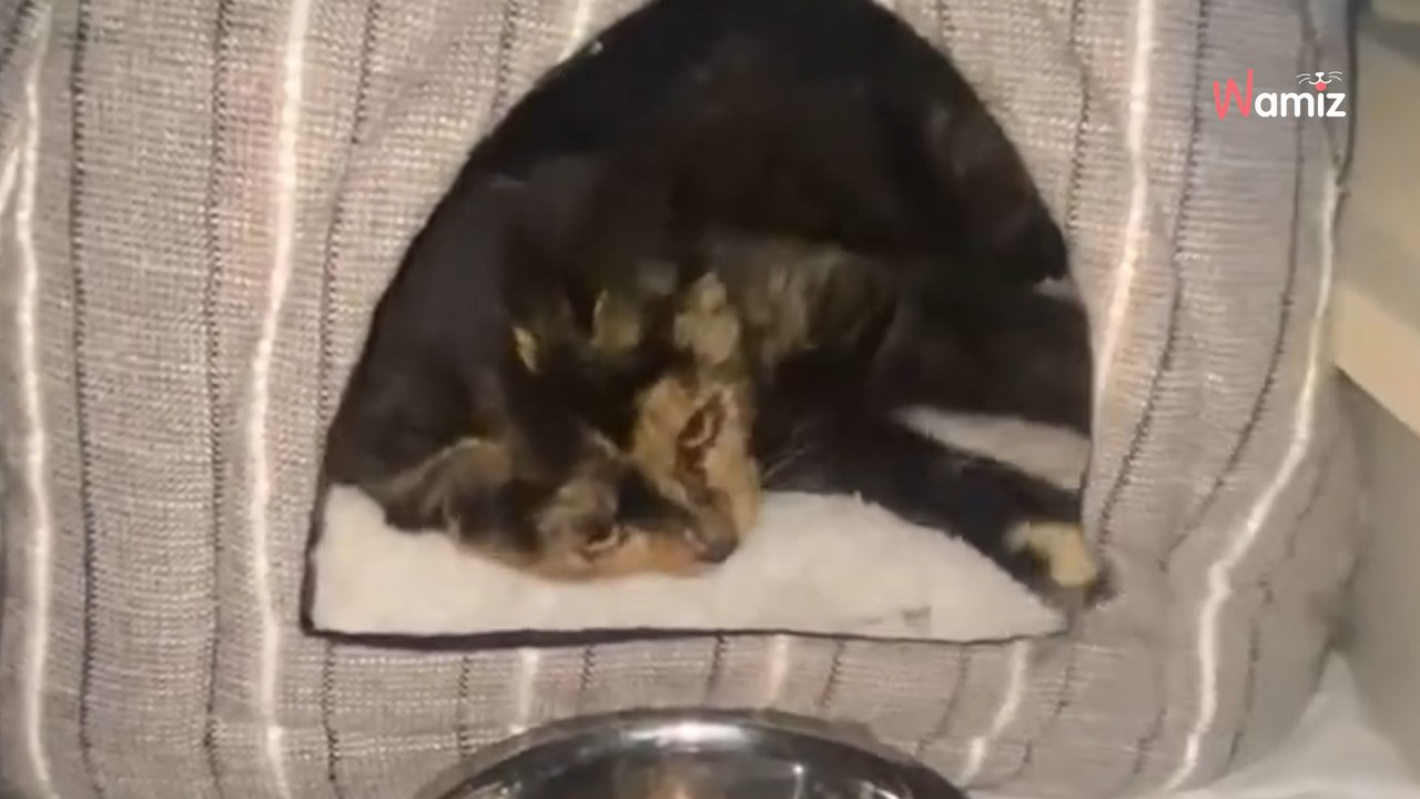 Mehrere erfolglose Versuche, ein Kätzchen zu retten: Dabei lag die Lösung bereits auf den Füßen der Retter