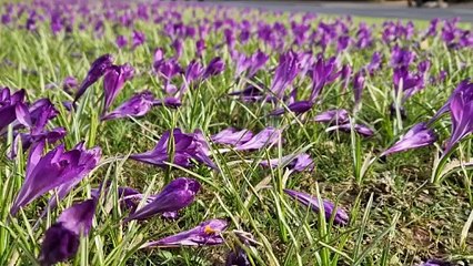 See impressive 62,000 crocus display in Haywards Heath