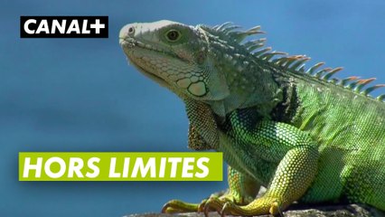 Hors limites - Golf + le mag