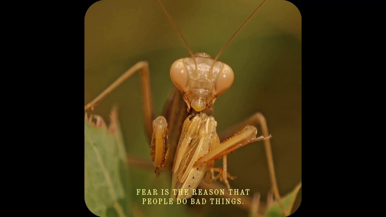 The True Beauty of Being Bitten by a Tick Trailer OV