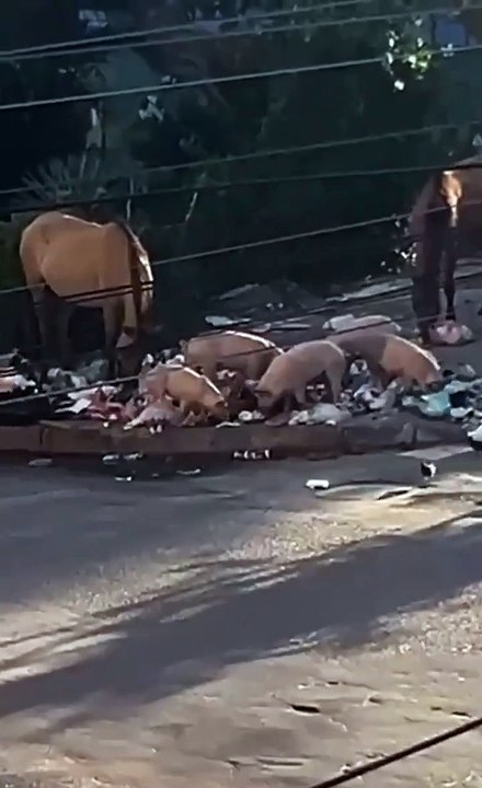 Porcos nas ruas de Periperi preocupam moradores