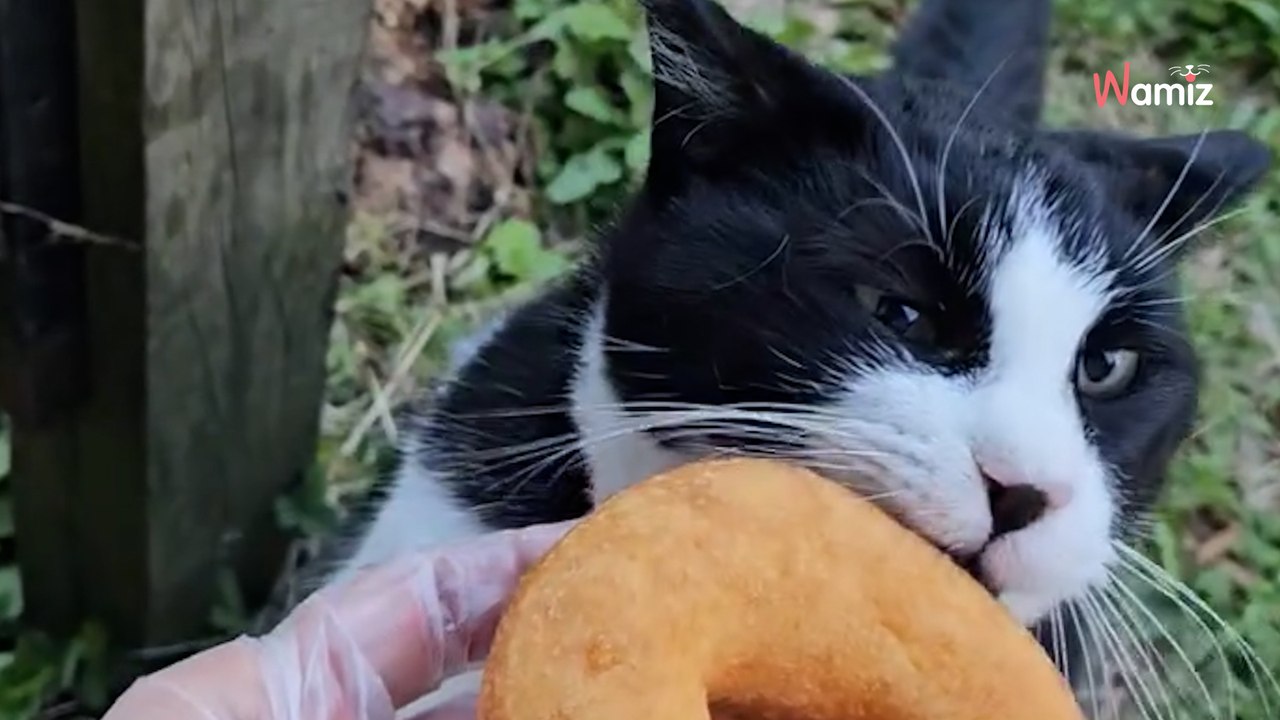 Katze mit amüsantem Ritual am Morgen: Hier kann niemand widerstehen!