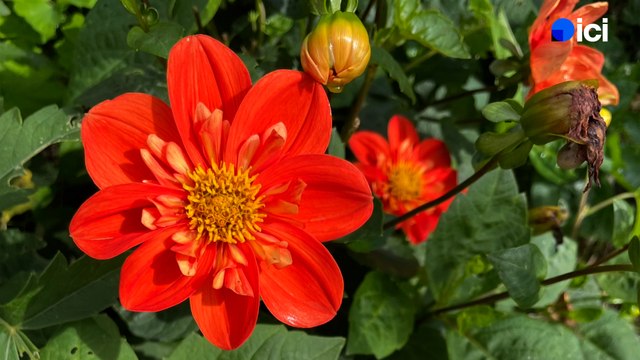 Roland Motte, jardinier : dahlias et autres bulbes, préparez votre jardin pour l’été