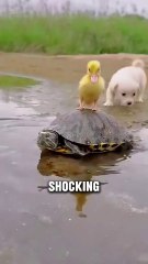 7 Shocking Animals Facts You Never Knew