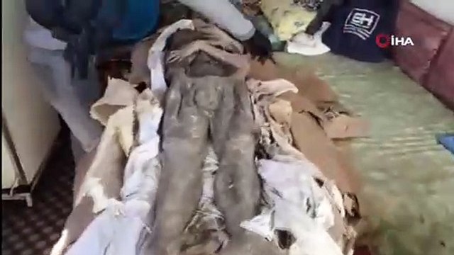 Mumya satmaya çalışırken yakalandılar