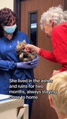 Gata reúne-se com dona dois meses após incêndios de Los Angeles