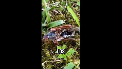 ATB EXPLICA - Parasitos que controlan mentes