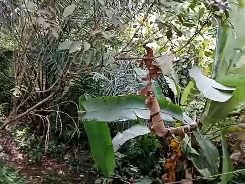 Monyet Ekor Panjang Masuk Perkebunan Warga