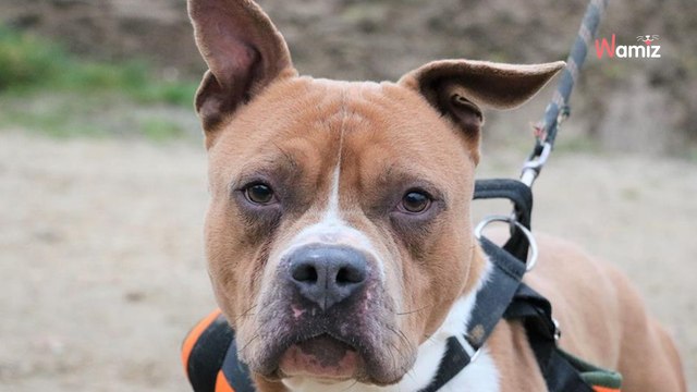 Au refuge depuis plus de 3 ans, ce chien peut-il encore avoir l'espoir de trouver une famille un jour ?