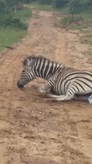 Van de safari y sucede lo más inesperado: una cebra da a luz delante de ellos