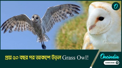 australian grass owl | প্রায় ৫০ বছর পর আকাশে উড়ল Grass Owl!