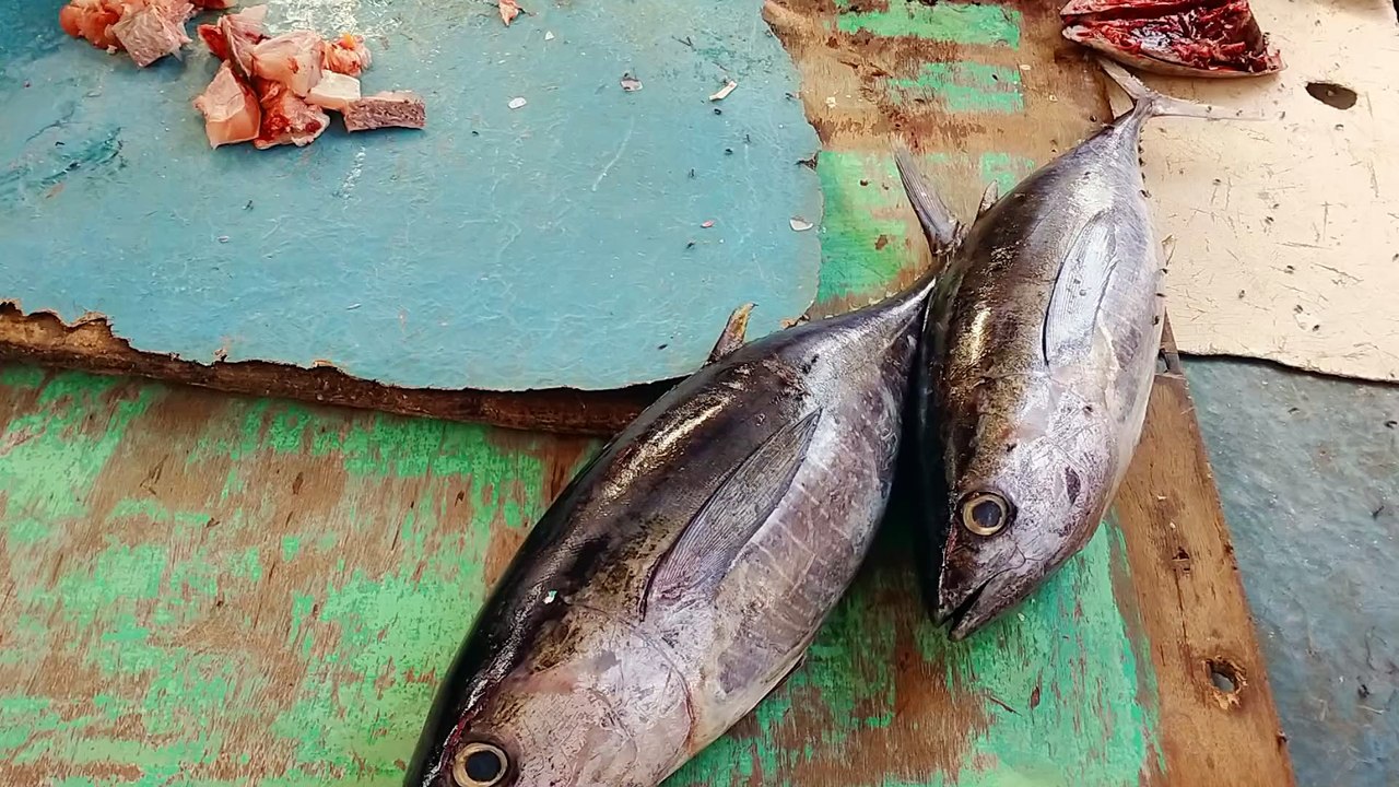 Big Tuna Fish Cutting at Fish Market Expert Fish Cutting