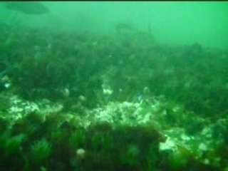 baie de Lannion 04/05/2008