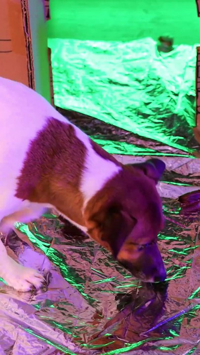 Superhero dog maze Part 4: 🌀 "Endless Maze?! Superhero Dog Still Trapped! 🐶🚀