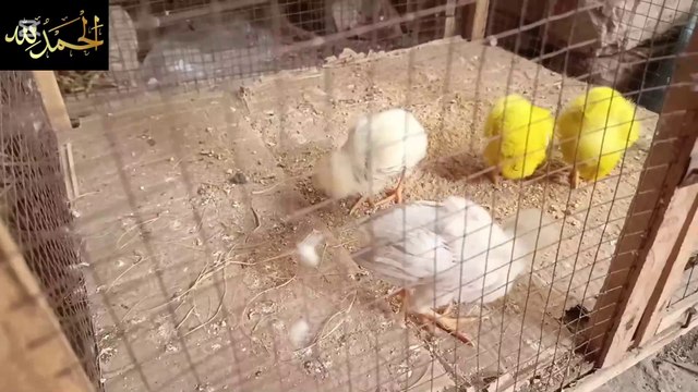 Rats attack on our birds setup | hamarey birds setup par choohon ka hamla | cage ka farsh kaat diya | birds rescue from rats attacks | our birds under attack