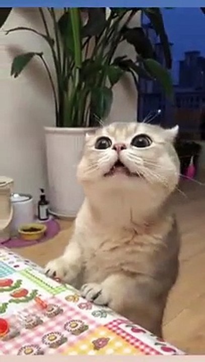 triệu hồi thánh dịch thuật dùm 🥲