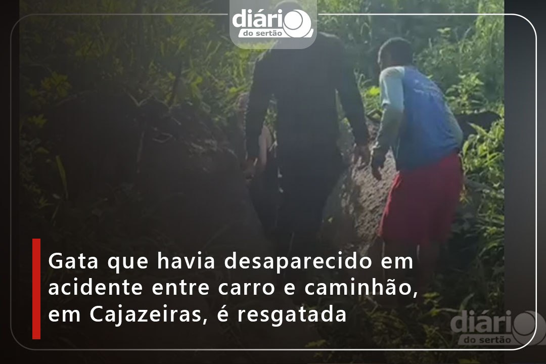 GATA QUE HAVIA DESAPARECIDO EM ACIDENTE ENTRE CARRO E CAMINHÃO É RESGATADA